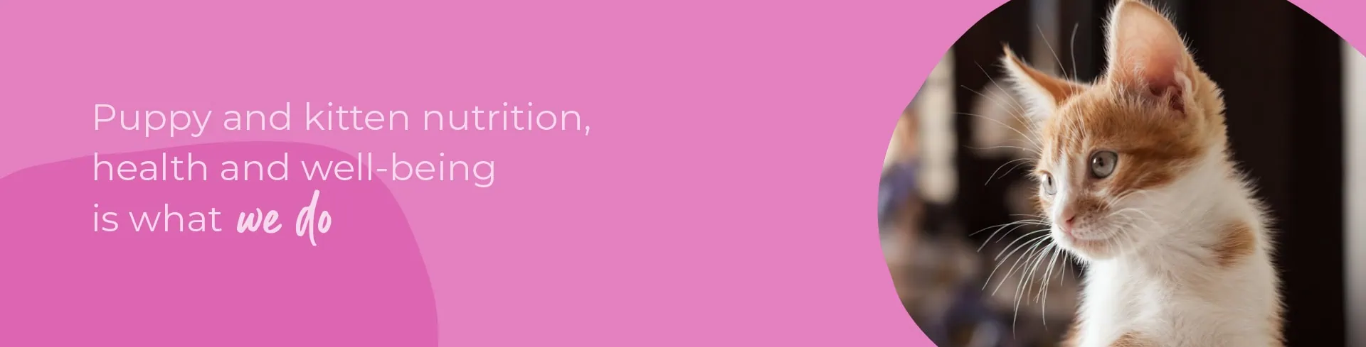 Start of Life for Your Puppy or Kitten