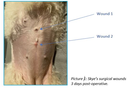 Skye surgical wounds