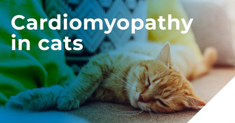 Cardiomyopathy in cats in Glasgow