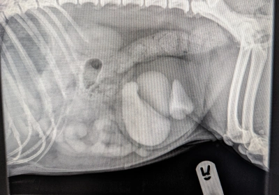 Dog with heart-shaped urinary stones undergoes successful surgery!