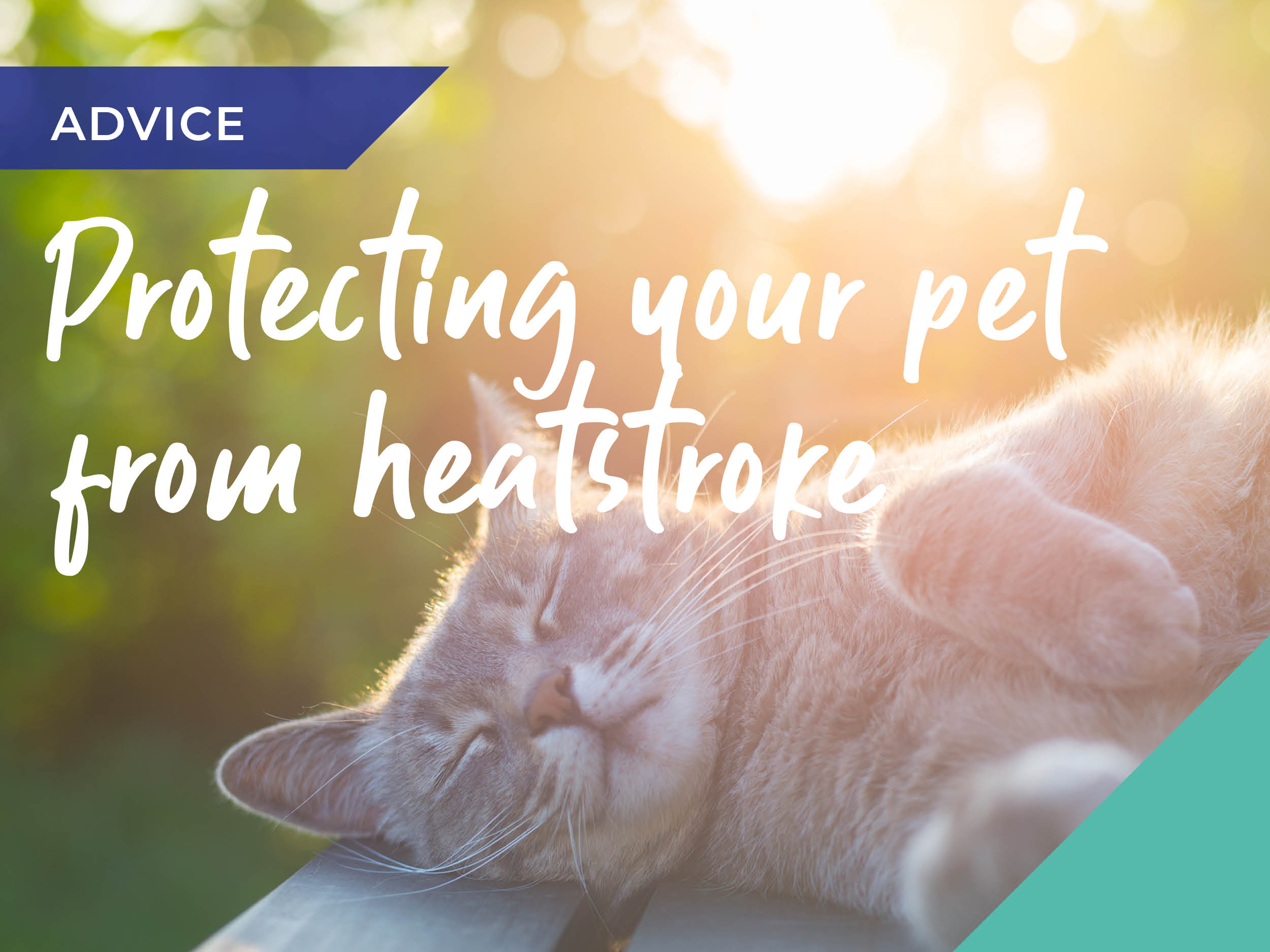 Protect your pet from the sun