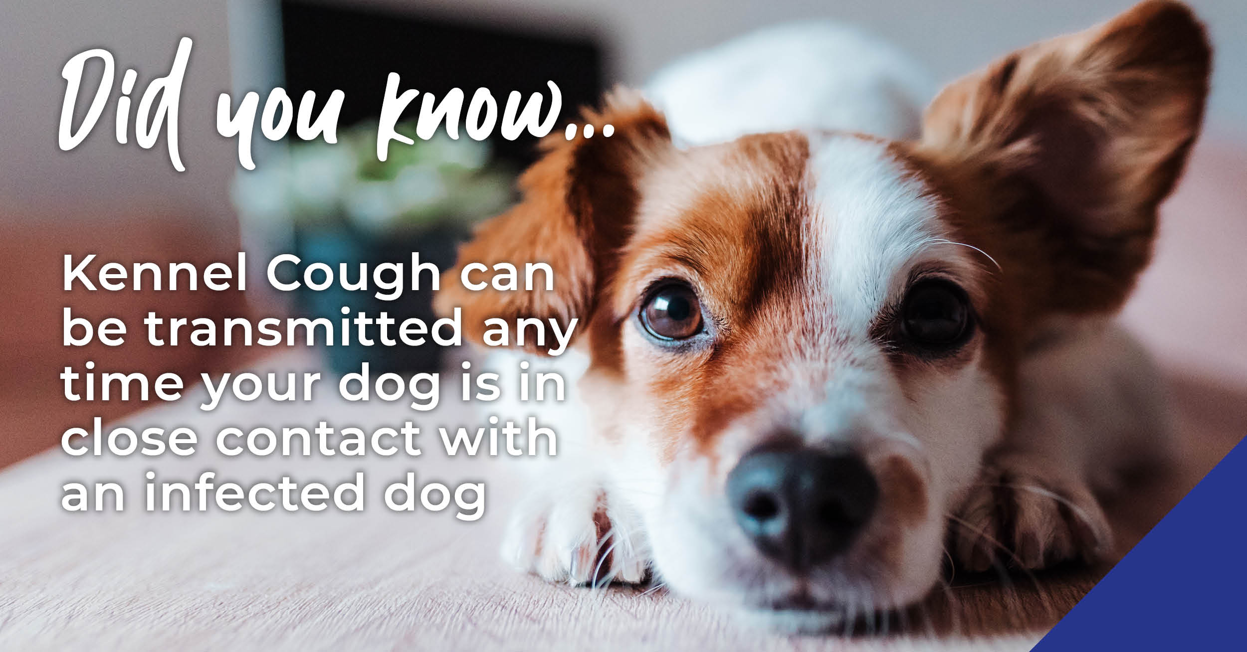 Protect your dog against Kennel Cough
