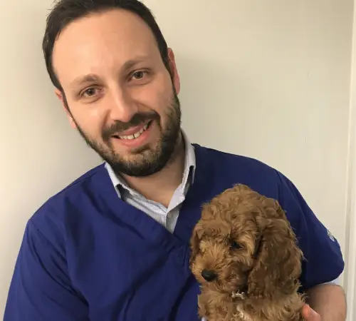 petsnvets in glasgow welcomes new vet surgeon for referral services