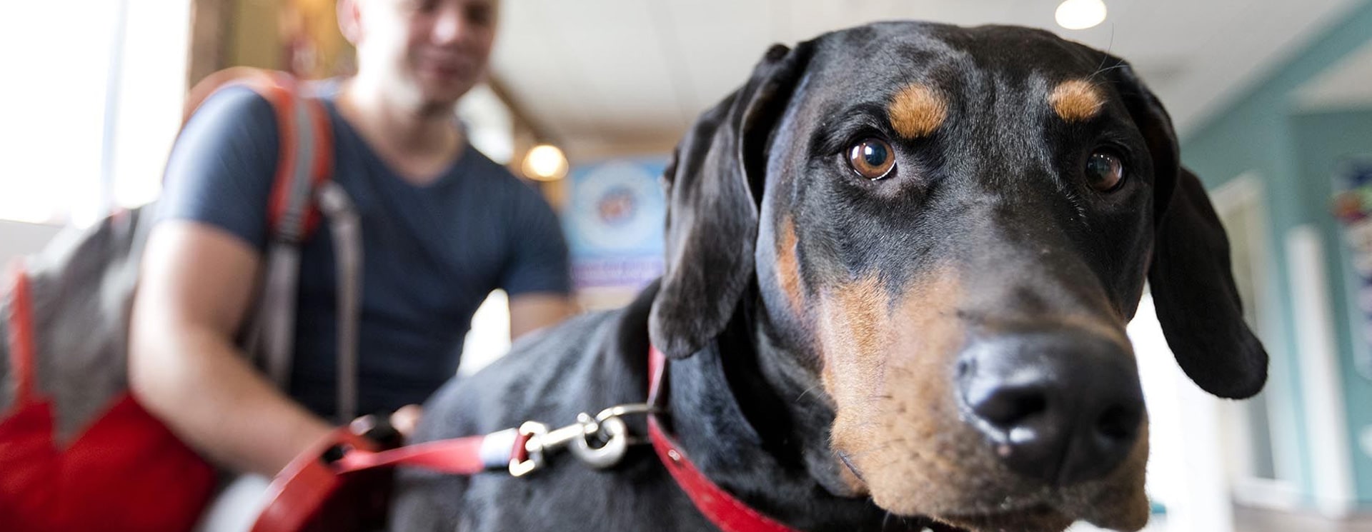 to Pets'n'Vets Vets in Glasgow