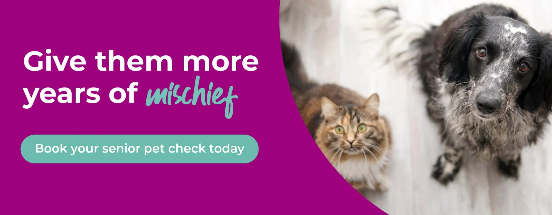 Welcome to Pets'n'Vets | Vets in Glasgow