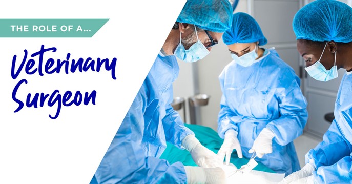 The role of a veterinary surgeon in Glasgow